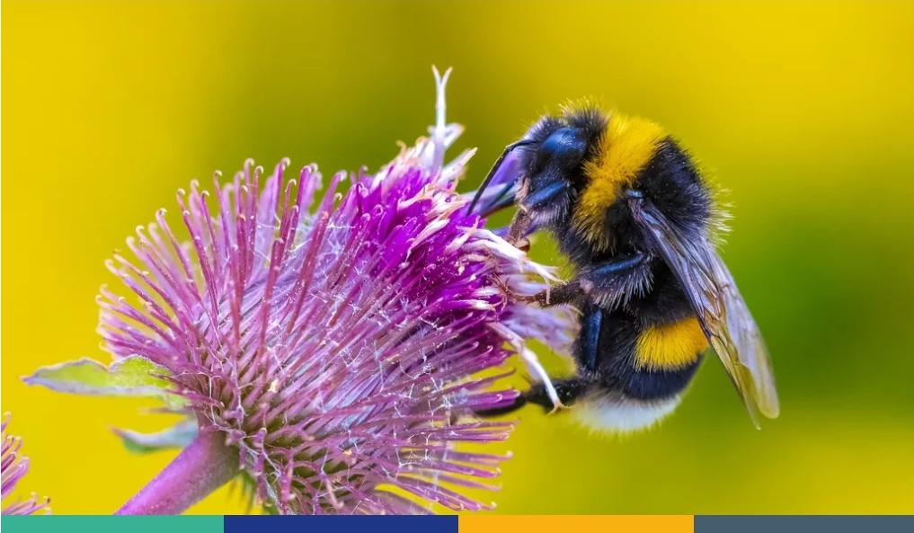 EFSA publica la revisión de la guía para evaluar los riesgos para las abejas de los productos fitosanitarios