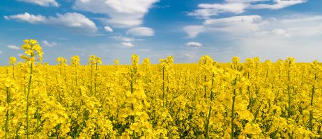iStock-1026175280