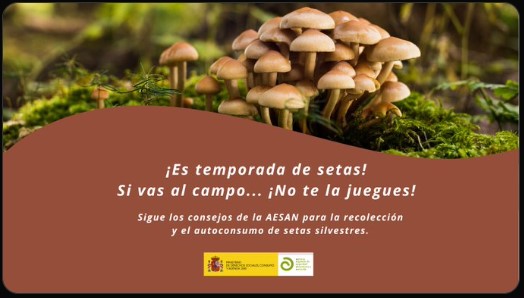 ¡Es temporada de setas! Si vas al campo… ¡No te la juegues!