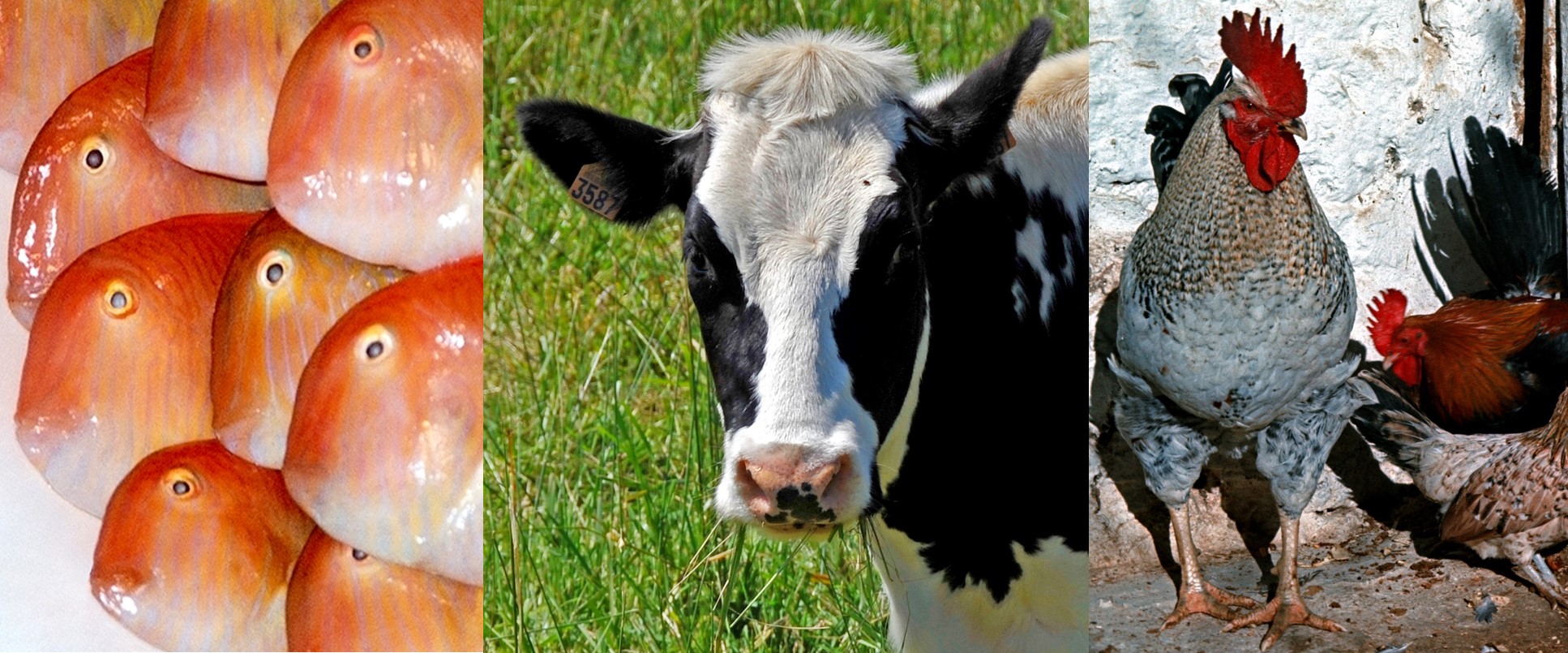 Residues from Veterinary Medicinal Products & Related Substances