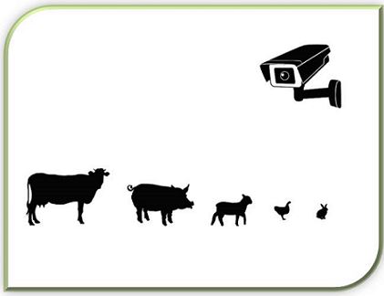 Abierta la audiencia pública del proyecto de Real Decreto para el control del bienestar animal en los mataderos mediante videovigilancia