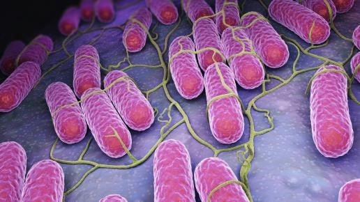 Actualización de la EFSA y el ECDC sobre la evaluación del brote multinacional de infecciones por Salmonella relacionadas con productos de chocolate