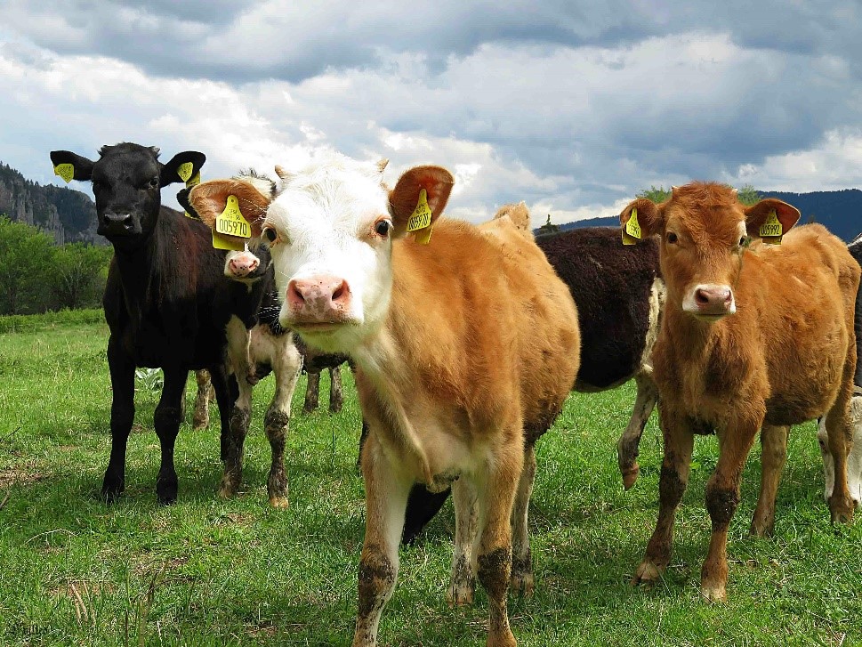 vaca_aesan