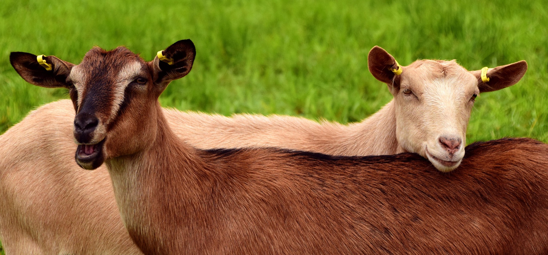 Bienestar_animal