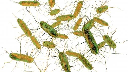 zoonosis