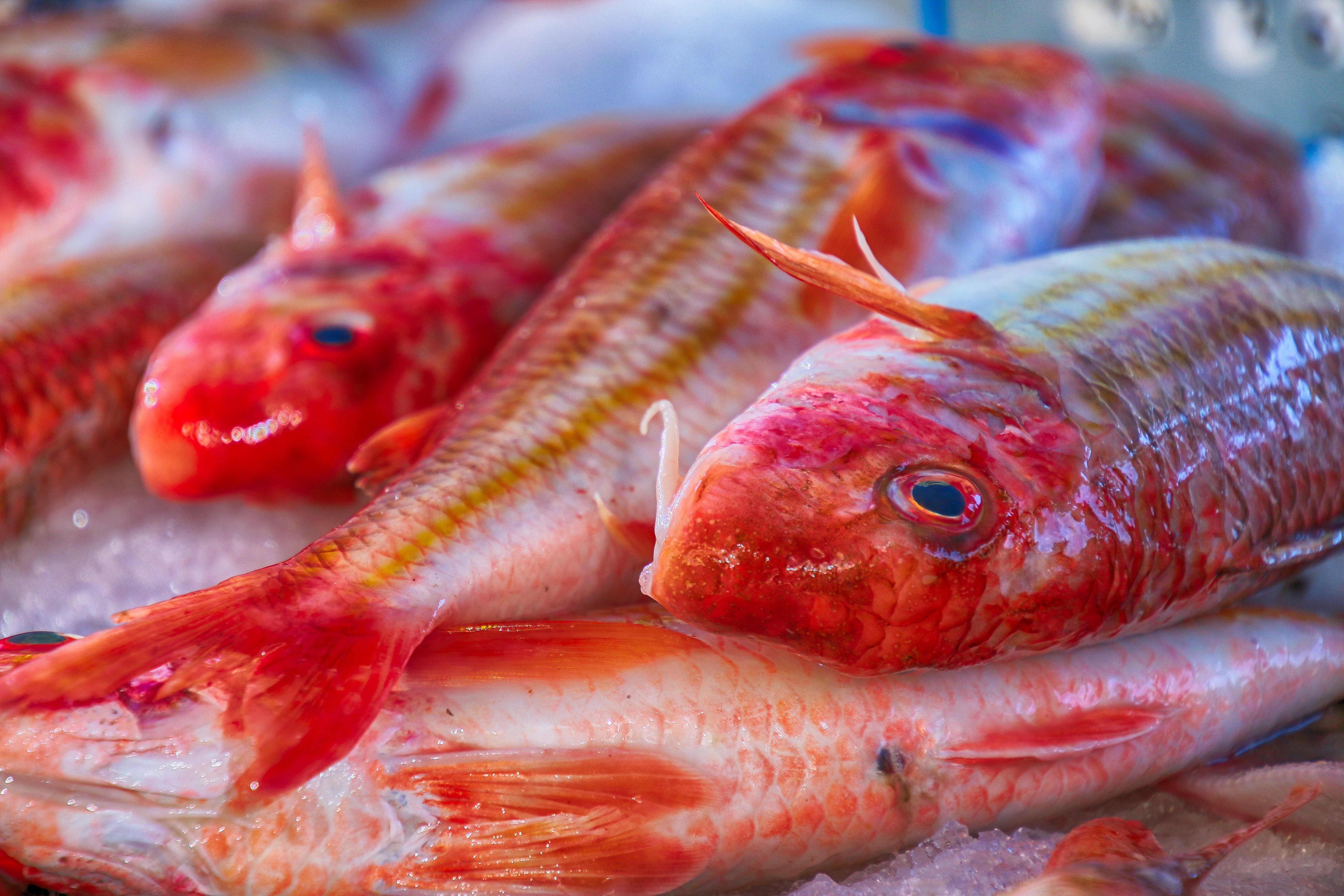 selenee51-fish-4582658
